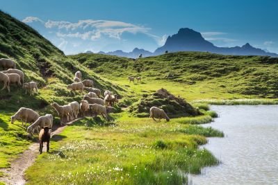 Berger et son troupeau lors de ce séjour dans les alpes du Sud