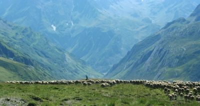 troupeau dans l'alpage dans les Alpes du Sud