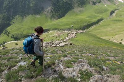 Le berger guide son troupeau dans l'alpage, séjour dans le Champsaur, Alpes du Sud