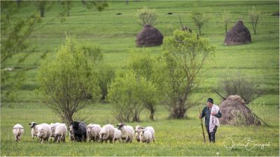 Jour 9 - Randonnée et citadelles médiévales saxonnes