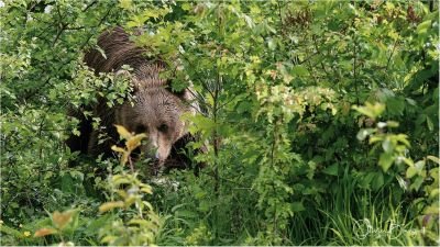 Jour 12 - au cœur des Carpates du Sud