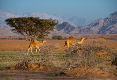 Jour 5 - Randonnée dans le Djebel Al Samhan