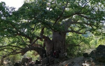 Jour 7 -  En direction du désert Rub Al Khali