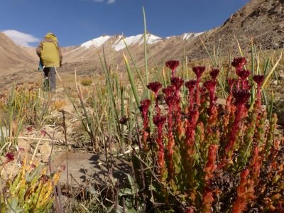 © Matthieu Libeer - Orpin des montagnes du Pamir Orpin des montagnes du Pamir
