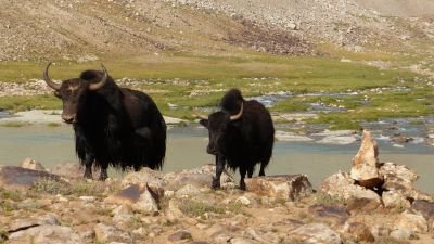 © Matthieu Libeer - Yacks aux abords du lac Yacks aux abords du lac