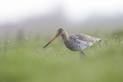 Barge à queue noire