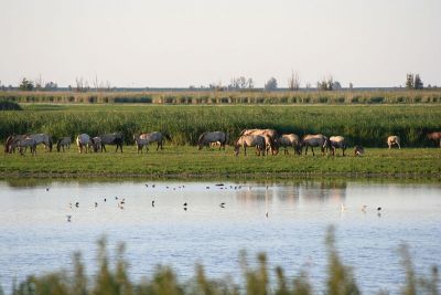 Réserve naturelle d'Oostvaardersplassen Pays-Bas