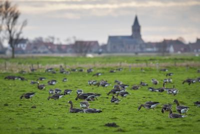Rassemblement d'oies, Flevoland Pays-Bas