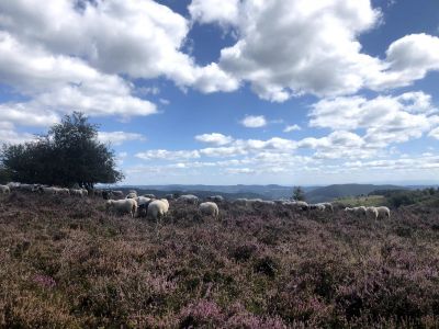 Jour 4 - Callune (bruyères) et myrtilles des Monédières