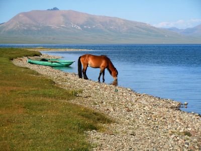 Cheval s'abreuvant dans les eaux du Son Koul