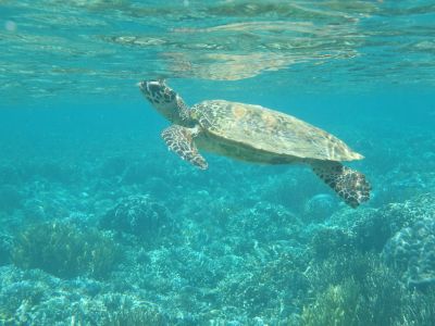 Jour 11 :  Ile de Padar sud et nord