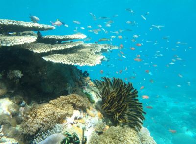 Jour 12 : Ile de Komodo – Snorkeling Manta point – Ile de Siaba - Gili Lawah