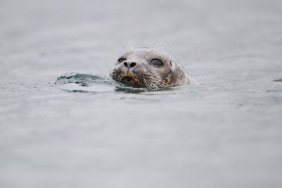 Paysage Île de Mull Ecosse
