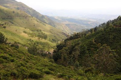Jour  5 : Journée découverte de la foresterie analogique et restauration écologique