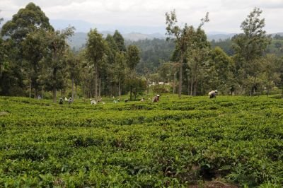 Jour 7 : Marche à travers la réserve de Tangamale - Nuwara Eliya