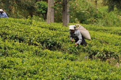 Jour 6: Randonnée, Riverstan – Metihakka – Kandy