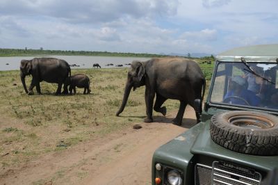 Jour 13 – Udawalawe – Galle, safari à la rencontre des pachydermes