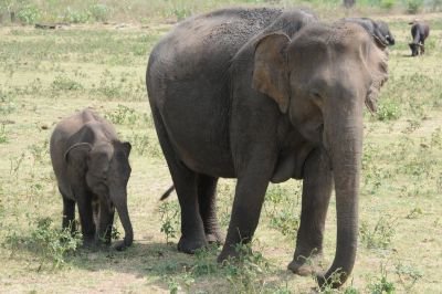 © Sylvain Lenglart - Jour 11 : Temple Bouddhiste - Elephant Transit Home - Udawalawe : balade et safari Jour 11 : Temple Bouddhiste - Elephant Transit Home - Udawalawe : balade et safari