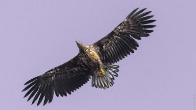 Pygargue à queue blanche