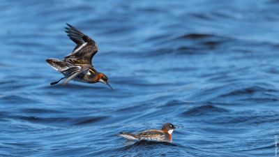 Phalaropes à bec étroit