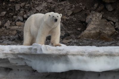 Du jour 2 au jour 11 : Vol Oslo - Longyearbyen et appareillage pour la croisière