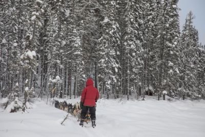 Jour 8 : Dernier jour en traineaux et retour à la maison