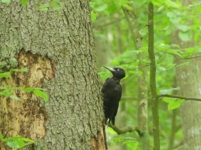 © Christophe Gaillardin - Pic noir Pic noir