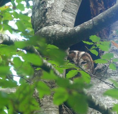 © Christophe Gaillardin - Chouette hulotte Chouette hulotte