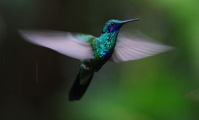 © Xavier Amigo - Colibri à oreillons violets Colibri à oreillons violets
