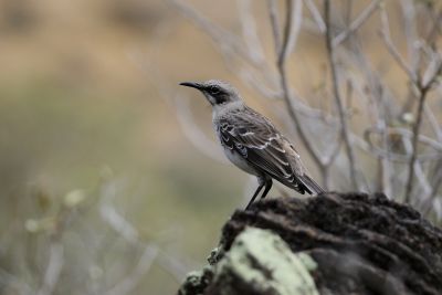© Julien Gonin - Moqueur de San Cristobal Moqueur de San Cristobal