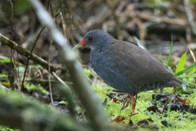 © Frédéric Pelsy - Râle à bec peint Râle à bec peint