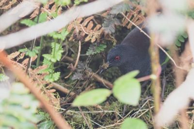 © Frédéric Pelsy - Râle des Galapagos Râle des Galapagos