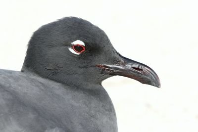 © Julien Gonin - Mouette obscure Mouette obscure