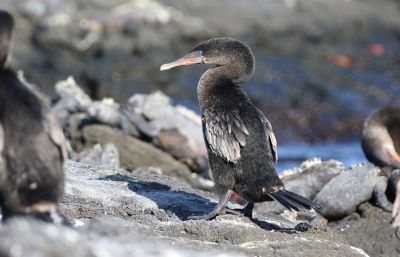 © Julien Gonin - Cormoran aptère Cormoran aptère