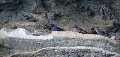 © Julien Gonin - Hirondelles sombres Hirondelles sombres