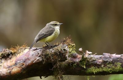 © Julien Gonin - Moucherolle des Galapagos, femelle Moucherolle des Galapagos, femelle