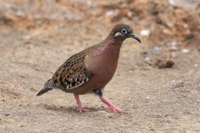 © Julien Gonin - Tourterelle des Galapagos Tourterelle des Galapagos