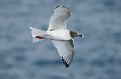 © Julien Gonin - Mouette à queue fourchue Mouette à queue fourchue