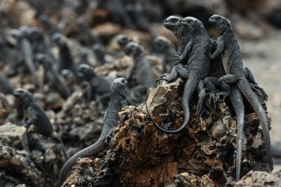 © Sylvain Lefebvre - Equateur Equateur
