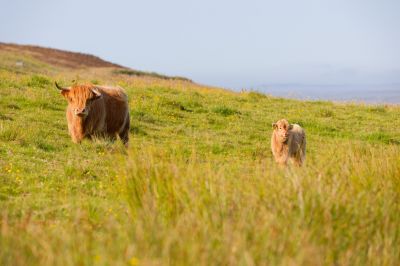 Vache et veau Highland