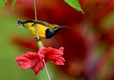 Souimanga à dos vert