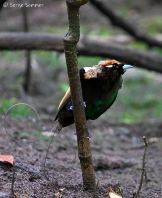 Paradisier magnifique