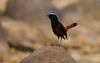 Torrentaire à calotte blanche © Julien-Gonin