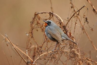 Calioppe de l’Himalaya © J.Gonin