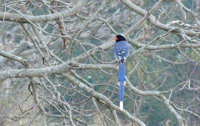 Pirolle à bec rouge © J.Gonin
