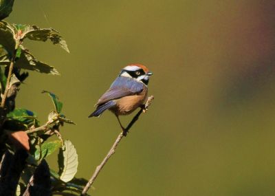 Mésange à tête rousse © J.Gonin
