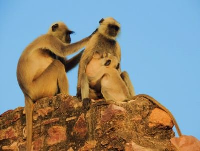 Singes entelles © J. Gonin