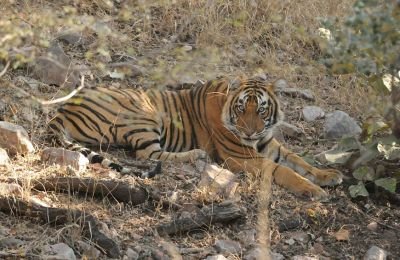 Tigre du Bengale © Julien Gonin
