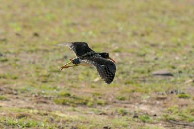 Rhynchée peinte © J.Gonin