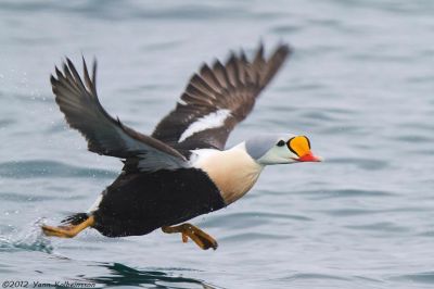 Eider à tête grise